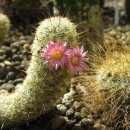 쌍둥이 농원 이미지