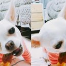 메이동동 이미지