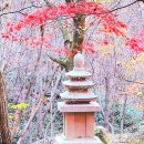 이른 아침 밖을 나와 하늘을 보니 중천에 샛별이 유난히도 반짝인다. 이미지