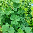 네잎클로버 이미지