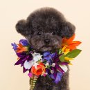 서현 동물병원 이미지