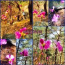 진달래약수터 이미지