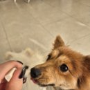 하루멍멍 이미지