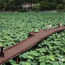 무안 백련지 이미지