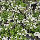 꽃내린영농조합법인 | (부산 여행) 부산미래화훼단지 봄맞이 꽃구경 꽃구매 에니시다 향기호접 코코 미니정원 다육모음