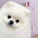 마릴린펫 이미지