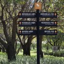 자라섬남도1(강변) | 2025 가평 자라섬 가을꽃축제 총정리 꽃페스타 입장료 주차 남도꽃정원 축제날짜 셔틀 개화 공연 꽃축제