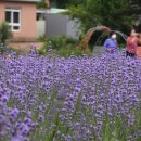 라벤더민박 이미지