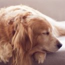 하안동물병원 이미지