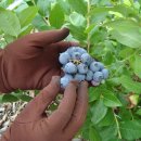 이헌농장 이미지