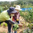 칠성농장 이미지