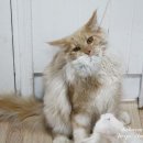 BEBECOON 이미지
