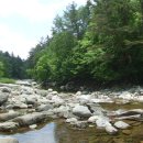 꿈꾸는 숲 이미지