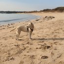 이프멍멍 이미지