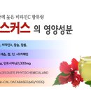 히비스 이미지