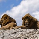 세렝게티국립공원[Serengeti National Park] 이미지