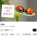 생태명가 | 생태체험 이젠 집에서! 숲교구 명가 개똥벌레의 자연체험 곤충 주사위 게임 득템 후기