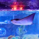 아쿠아리움 이미지