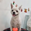 펫밀리샵 이미지