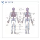 인체골격[견갑골, 상완골, 요골, 척골] 이미지