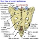 천골(sacrum)과 미골(coccyx) 이미지