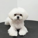 살롱드뚜뚜 이미지