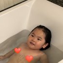 돌고래 | 아기랑 괌 여행 괌블루돌핀크루즈 돌고래 투어 후기