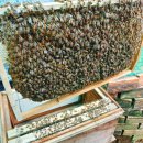 섬안농장 | 7인승 렌트카 suv , 세도나 + 통통배 타기 + 악어농장 + 매콩강 투어 일정 소요시간 + 메콩강 투어 후기...