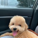 이운영펫하우스 이미지