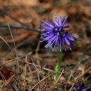 솔숲갈래길 이미지