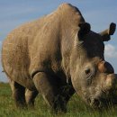 코끼리 환경 이미지