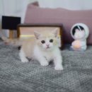 대구고양이분양 나비캣 이미지