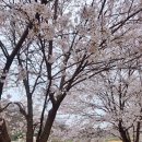 함안-2 | 🌸 함안 벚꽃 명소 숨은 스팟 에이스아파트 2단지 뒤 벚꽃길 후기