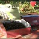 포도향이흐르는마을 이미지