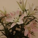 라하(RAHA) 이미지