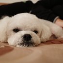 트리밍하임 이미지