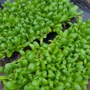 진례농약종묘사 이미지