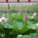 궁남지 문화관광해설사 이미지