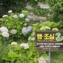 고래정원 | 울산 장생포 고래마을 수국정원 주차장, 입장료 (6.29 후기)