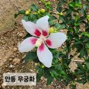 안동무궁화 나눔 이미지