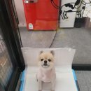 The dog 애견미용샵 네이버블로그