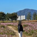 코스모스 | 창원 가볼만한곳 대산 플라워랜드 핑크뮬리, 코스모스