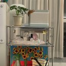 도노슈아 이미지