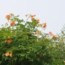 양평할머니 이미지