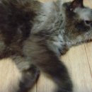 나른한 오후의 목욕 이미지