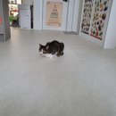 광주039 | [내돈내산] 니치039매트 시공 솔직 후기 (feat. 후회막심)