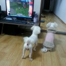 대전장대초등학교 이미지