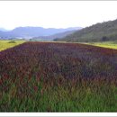 쇠똥구리 마을 이미지