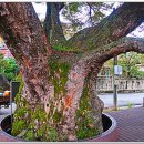 의평마을 이미지