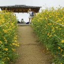 ◆(사진)들꽃마루 황화코스모스 & ◆분당중앙공원 꽃무릇 이미지